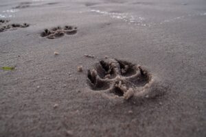 Vacanze pet friendly in Sardegna