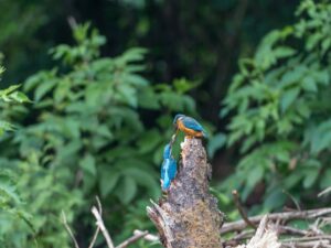 Esperienze di birdwatching nei villaggi del Sud Italia